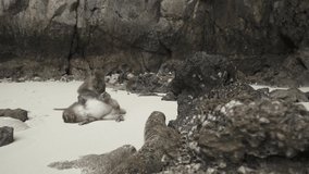 Couple Monkey helping and looking fleas and clean body on the sand and reef rock beach, Monkey beach island in Southern of Thailand 