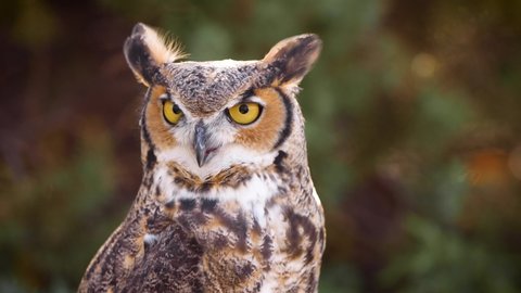 Beautiful Great Horned Owl in in the forest