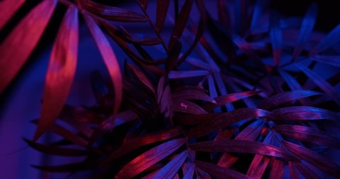 rotating the leaves and stems hamedoreya in the light of the neon lights of blue and red color