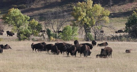 Bisson herd in Custer State Park South Dakota Black Hills 4K. Black Hills of South Dakota. Mountain, valley, landscape scenic discovery. State Park with wildlife, lakes, campgrounds and picnic areas.