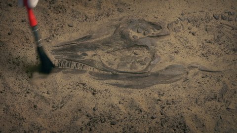 Jurassic Fish Fossil Is Excavated With Brush