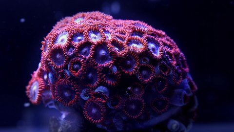 zoanthus coral colony opening time lapse