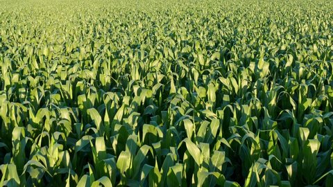 Corn field, aerial over the rows of corn stalks, excellent growth, ripening of the corn field. Agriculture theme.