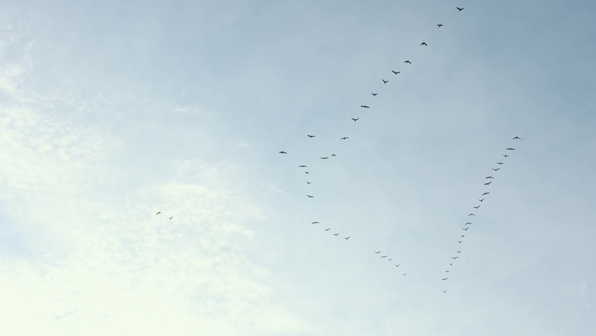Shutterstock Video