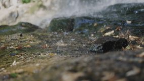 Raindrops, waterfall on stones, rain drops fall to the ground. Water is pouring. Water splash video wallpaper.