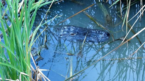 Closeup clip of American Alligator head slowly emerging from the water of the natural wetland where it lives, with green reeds and bubbles from exhilation. Opens eye with nictitating membrane.