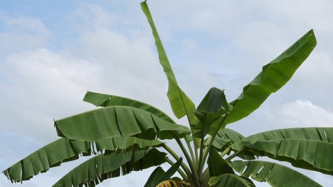 Banana tree with wind and beautiful sky background,Bananas on trees, organic agriculture