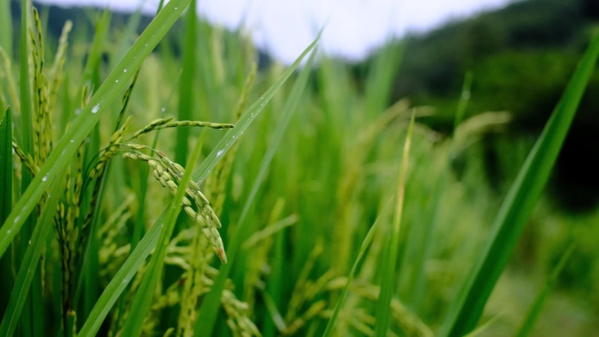 Close up ear of rice swaying by wind in rice paddy. Hom Mali rice field located in countryside of Thailand. Ripe ear of rice to be harvested soon. Hom Mali grain in paddy field concept. Slow motion.  Royalty-Free Stock Footage #1061088601