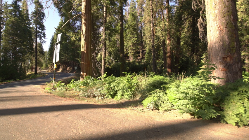 Kings Canyon National Park Grant Grove Driving Time Lapse In Sierra Nevada Mts California Hyperlapse