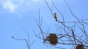 Mother bird on tree and nest on blue sky background.