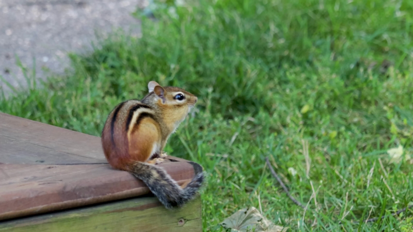 A stationary Eastern Chipmunk sitting on a wooden step, looking intently to the right side of the screen copy space on the right.