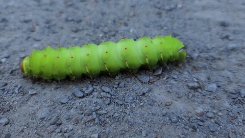 A large creepy spiky green polyphemus moth caterpillar crawling to the left with camera follow.