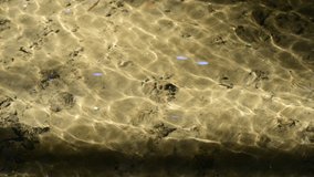 Nice video of river water surface in sunny day with reflections of sun and waves