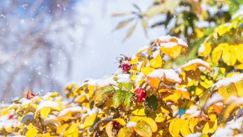 Yellow autumn leaves are covered with fluffy first snow. Falling snow. Closeup of branch of rose hips. City park. Selective focus at yellow leaves.Natural background. Change of seasons. Cinemagraph