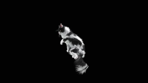 Cat Dancing CG fur. 3d rendering, Animation Loop. Included at the end of the clip with Alpha matte.