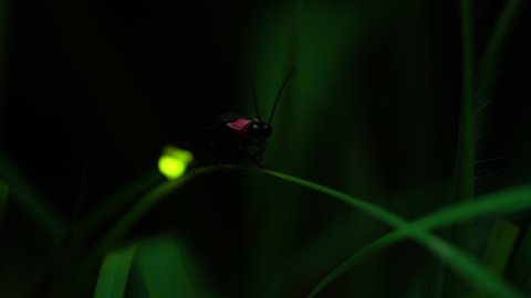 Firefly. Fireflies sticking to leaves and glowing desperately.