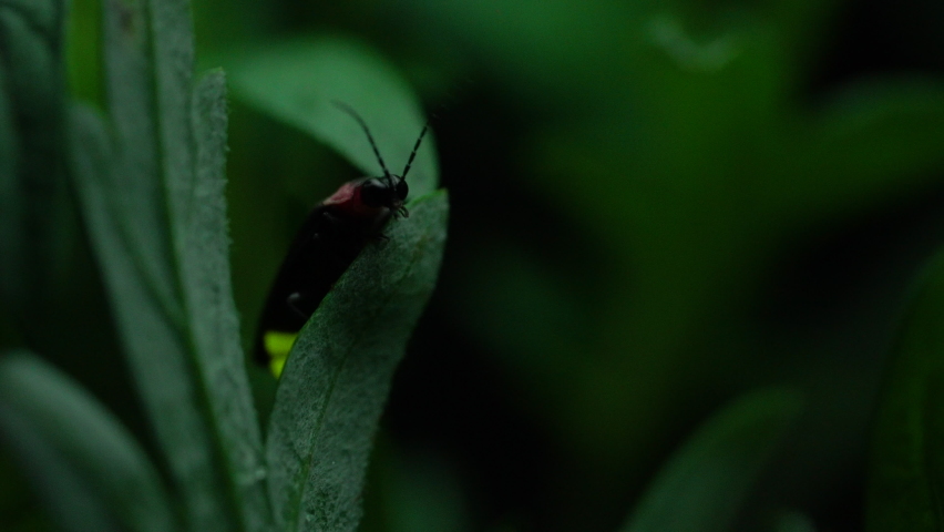 Firefly. Fireflies sticking to leaves and glowing desperately.
By emitting light, fireflies are thought to be communicating not only in courtship but also with each other. | Shutterstock HD Video #1061100916