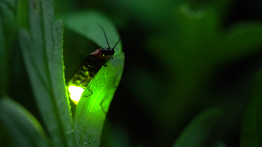 Firefly. Fireflies sticking to leaves and glowing desperately.
By emitting light, fireflies are thought to be communicating not only in courtship but also with each other.