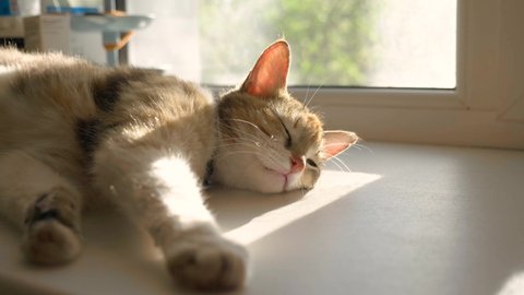 the cat sleeps on the windowsill happy family. tricolor cat sleeps on a window in the rays of sunlight cute video. cat pet lifestyle family member