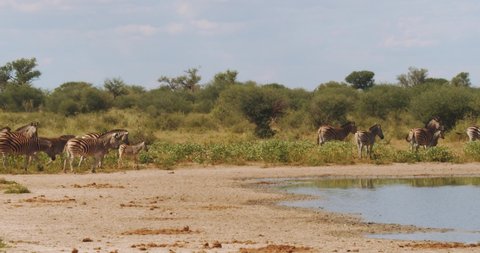 Zebras moving around a waterhole and the wildebeests run by!
