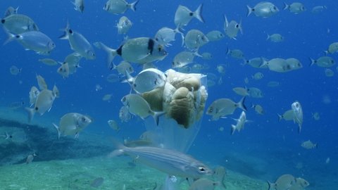 fish eating  from a plastic bag underwater  ocean feeding scenery