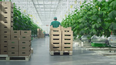Greenhouse for growing vegetables and cucumbers. An employee carries many boxes of vegetables on a warehouse cart. Delivery of products from the greenhouse vegetable farm to chain stores
