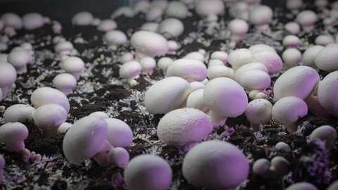 Timelapse: Champignon mushrooms grow in an industrial garden. Fresh new mushrooms sprout from the ground. Ecological cultivation of products. The birth of a new life. Eco-friendly products, non-GMO.