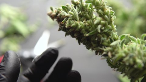 Trim before drying. Growers trim their pot buds before drying Man's hands trimming marijuana bud.