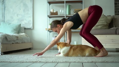 Young American young woman is exercising on carpet floor yoga with cute dog at apartment interior avki. Beautiful woman is doing stretching exercise and smiling, adult pet is nearby in bright room