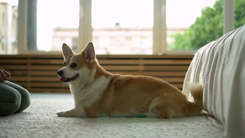 corgi giving paw to unrecognizable owner. Avki dog training indoors, holding. pet handshake with person. teaching training at home apartment. concept command, learn