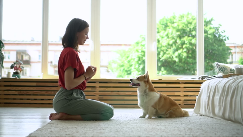 corgi puppy dog jump and give high five female owner at home. Avki cute pet training. concept paw, obedience, friendship. woman teach animal command. togetherness at apartment. stand up, raise Royalty-Free Stock Footage #1061106787