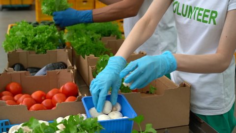 Workers putting fresh vegetables in boxes during working day at agro company spbas. Employees sorting and placing mushrooms, tomatoes, eggplants and greens in container while standing indoors. People