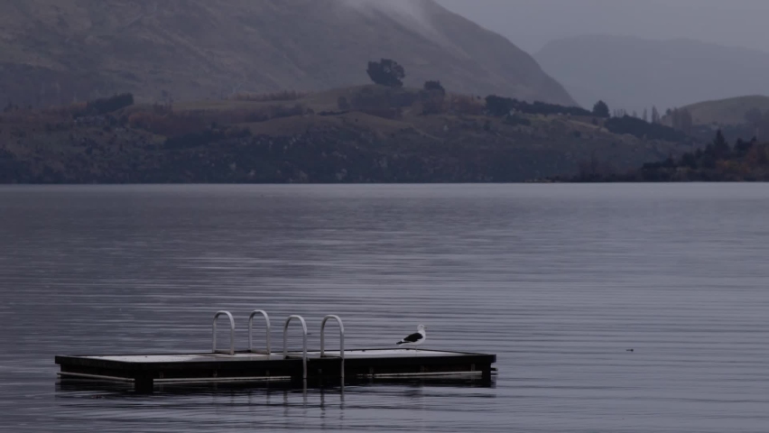 A rainy day in New Zealand with bird on the lake