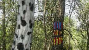 camera focus blur change of painted tree trunks in catalonia forest in spain. nature and art combination - Powered by Shutterstock - Get 15% off with code: PIKWIZARD15
