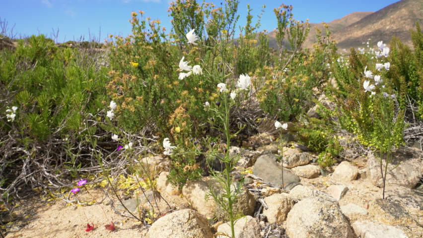 Close up of wild white flowers growing in Chile