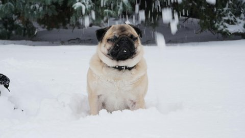 Snow falling at a dog's wrinkled funny muzzle, pug dog looks surprised and run away
