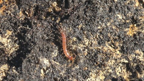 Centipedes  predatory arthropods, class Chilopoda of subphylum Myriapoda, arthropod, millipedes, multi-legged creatures. crawling on black ground in agricultural garden of  farmer. Autumn