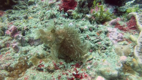 Underwater footage of a hairy frogfish swimming in a reef in Bali