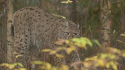 Tracking long shot of Eurasian lynx peeking through the yellow-brownish foliage of dense forest while hunting, walking from right to left