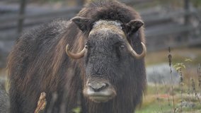 A lonely musk ox looking out over thundra with unknown intentions. - Powered by Shutterstock - Get 15% off with code: PIKWIZARD15