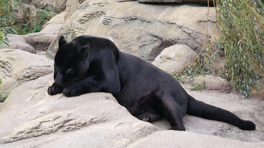 The panther lies on a rock and licks itself. Royalty-Free Stock Footage #1061123548