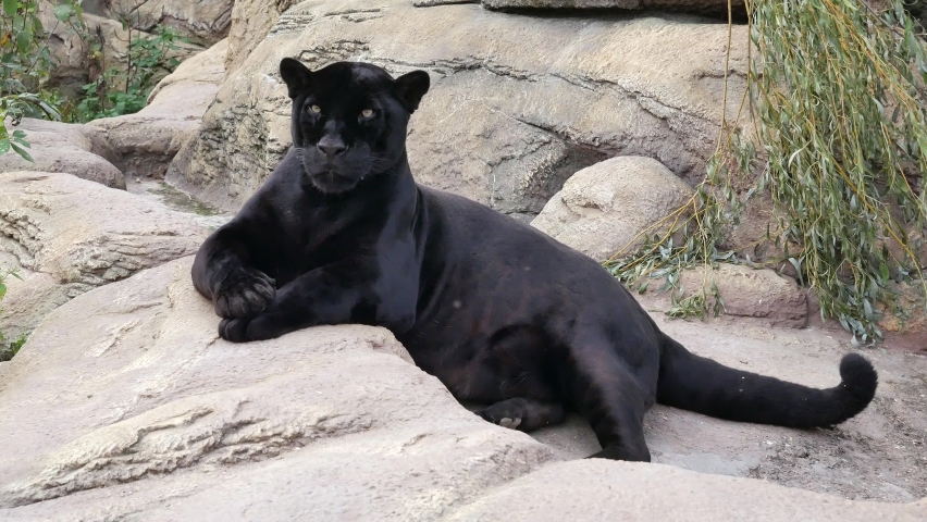 The panther lies on a rock and licks itself. | Shutterstock HD Video #1061123548