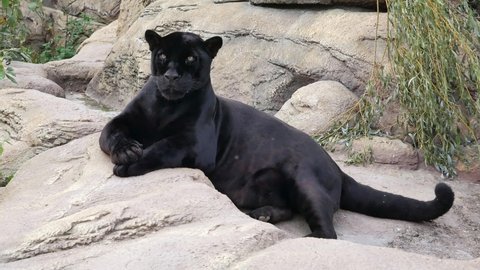 The panther lies on a rock and licks itself.