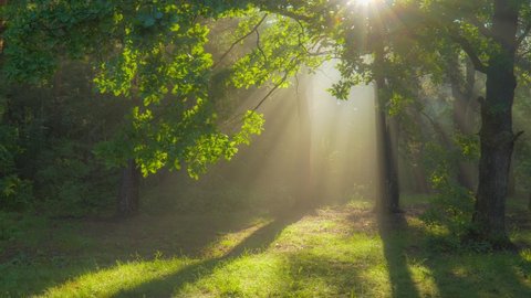 Magic forest in the morning. Sun rays emerging though the green tree branches. Green forest with warm sunbeams illuminating oak tree. Gimbal high quality shot