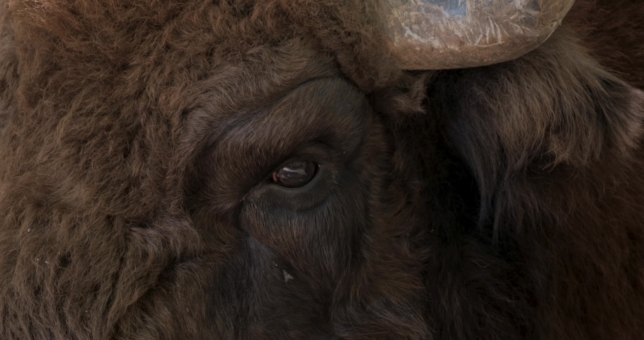 Close up of Bison UHD 4K