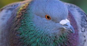 Www Pigeon Video Download Hd Www Pigeon Video Download Hd