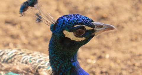 Indian peafowl (Pavo cristatus), also known as the common peafowl, and blue peafowl, is a peafowl species native to the India subcontinent.