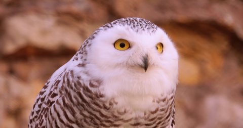 Snowy owl (Bubo scandiacus) is a large, white owl of the true owl family.It is sometimes also referred to, more infrequently, as the polar bird, white owl and the Arctic.