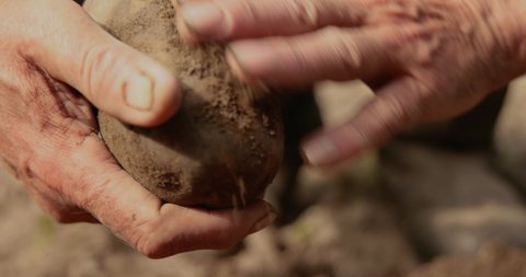 Farmer inspects his crop of potatoes hands stained with earth.
