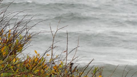 Autumn vegetation against the background the waves of lake Baikal on a cloudy, windy day.
